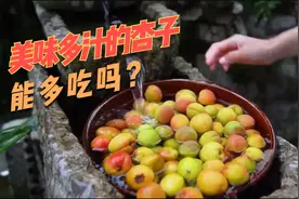 不会吧！口感鲜美的杏子还有这些区别，不懂的别乱吃