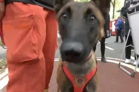 大型rua狗现场，搜救犬进校园秒变“校宠”视频封面