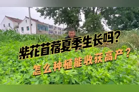 多年生“牧草之王”紫花苜蓿，耐寒抗旱，夏季种植有产量吗？视频封面