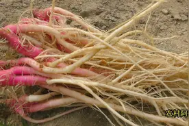 “野刺苋”又称“土人参”，究竟有什么用途呢？你知道吗？