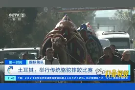 土耳其举行传统骆驼摔跤比赛，152只骆驼盛装参加|第一时间视频封面
