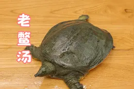 甲鱼汤如何做才鲜美无腥？厨师长教你妙招，肉香汤鲜一锅煲成