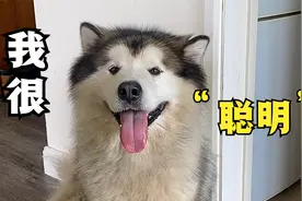 呆萌狗狗正在睡觉，沙雕主人用火腿肠去引诱它，过程太搞笑了。视频封面