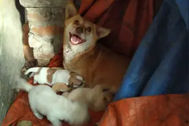 农村小狗生了，带着主人去看"她"的宝宝们，回头看看主人怕跟不上视频封面