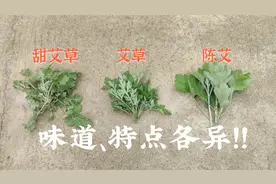 3种艾草，作用不同，味道各异
