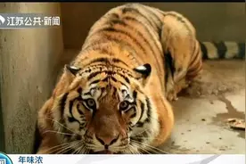 年味浓起来！南京：野生动物王国入驻30只东北虎，虎年来看虎！视频封面