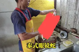 泰国岳父真生猛，带中国女婿吃眼镜蛇，蛇胆+白酒一口闷，太补了