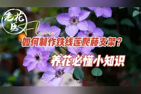 爬藤届中的扛把子！如何制作铁线莲爬藤支架？养花必懂小知识