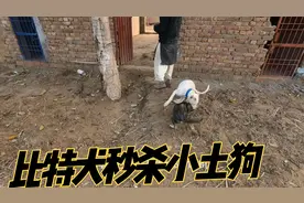 比特犬秒杀小土狗，撕咬画面触目惊心，可怜小土狗视频封面