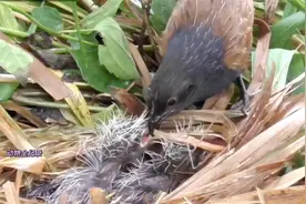 这两只小鸡不得了，这么大的蚂蚱一口就吞下去了
