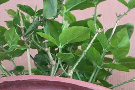 茉莉花特容易招虫？教你一招，不用药物也能轻松处理，安全无害视频封面