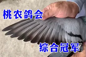 台湾五关冠军鸽长这样，冬季北海桃农海翔鸽会视频封面