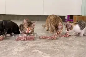 流浪猫把孩子生在商场，物管不驱赶还腾出铺位给它居住，非常人道视频封面