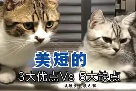 看完美短的3小优点和5大缺点的对比，铲屎的你还愿意当猫奴吗？