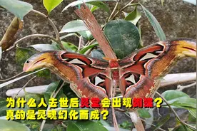 为什么人去世后灵堂会出现蝴蝶？这有什么寓意？有什么科学道理？