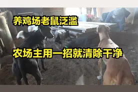 养鸡场的老鼠泛滥，农场主只用一招，就把老鼠清除干净