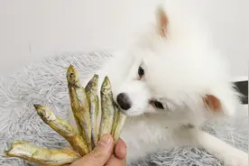 萌宠吃货，小狗狗吃风干小鱼仔，又酥又脆鲜香美味视频封面