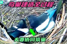 记录鸟巢建造全过程：鸟夫妻协同筑新巢，看看这个新巢坚固吗？