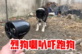网购买了一个烈狗喇叭，直接把烈狗吓的不敢靠近我！视频封面