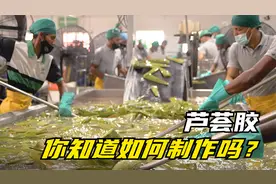 女孩喜欢用的芦荟胶原来是这样制作，带你看看从采摘到加工的过程视频封面