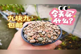 九块九包邮的八十粒生石花它不香吗？视频封面