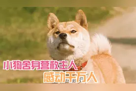 主人被困，小狗舍身相救，真实事件改编，感动千万人视频封面