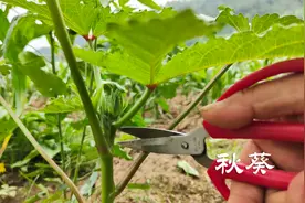 种秋葵想高产，做好这2点，后期一片叶子一个果摘都摘不完视频封面