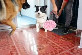 狗子回家，德牧松开绳子就嘚瑟，边牧气不过要打架【我的热爱】视频封面