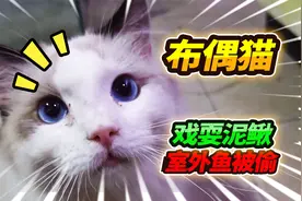 800块钱的布偶猫单挑野生泥鳅，室外800条鱼不翼而飞，整缸被偷走视频封面