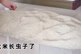 家里大米吃不完，长好多米虫，教你两招快速根除，真实用视频封面