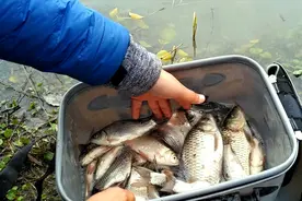 没想到上海还有这样的野钓好地方，年后第一钓鲫鱼连杆视频封面