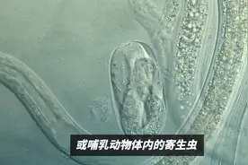 一旦接触10秒即可感染，水边玩耍小心血吸虫视频封面