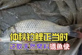 这才是野生大鲤鱼无法抗拒的窝料,发窝快,留鱼久,秋季用效果好视频封面
