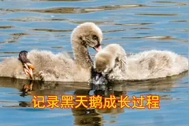 圆明园里的黑天鹅，可怜的小天鹅脚被冻伤，拖着残脚坚强的活着视频封面