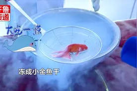 开眼！零下196度液氮速冻活鱼复活记