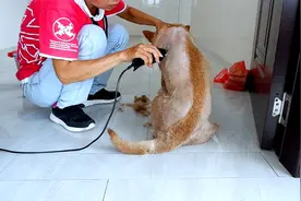 给狗狗剃毛过程，剃完后整个狗都不好了，小奶狗还认得狗妈吗