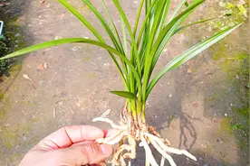 花50块在淘宝买了一颗兰花，项哥用纯松树皮栽种，种好后真漂亮！视频封面