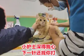 漂亮小猫打疫苗，刚看到护士很害怕，护士夸它漂亮它就喜欢护士了视频封面