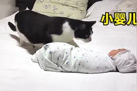 猫咪第一次看到婴儿，它小心翼翼的模样真暖心视频封面