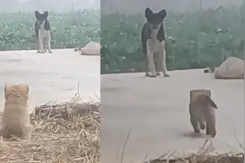 小奶狗被抱养一个月，狗妈妈突然出现四目相对，撒腿飞奔瞬间破防视频封面