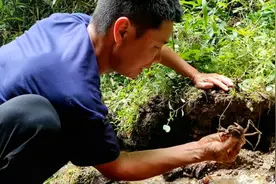 深山里的山螃蟹，听说市场价值200一斤是真的吗，就是太难挖了