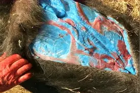 老外意外抓到900斤野猪，剖开肚子后，不料却被吓得撒腿就跑？