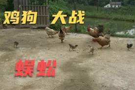 小伙把一条蜈蚣扔进鸡群，没想到鸡是这种反应，是你想要的结局吗视频封面