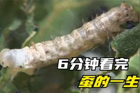 6分钟看完蚕的一生.mp4