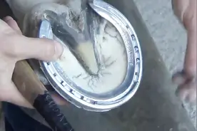 马蹄铁钉在马蹄上不疼吗？看完视频后，揭开多年疑惑视频封面