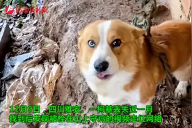 柯基走失后被栓在山上看鸡 网友：也算是丰富了狗生经历视频封面