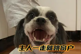 狗狗患了分离焦虑症，一刻都离不开主人，主人一走就跳窗户！