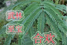 常见合欢又叫接骨树，号称武林至宝“断续膏”，普通植物却很珍贵
