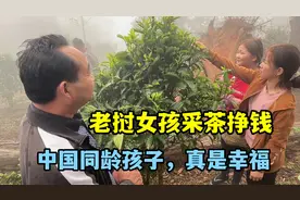 老挝女孩13岁没钱上学，去茶山打工月薪1000元，中国的孩子太幸福视频封面