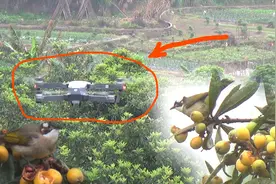 鸟害严重，农村大哥用无人机驱鸟，群鸟尖叫四散飞逃视频封面